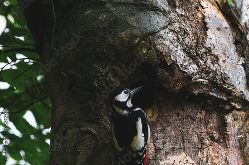 woodpecker