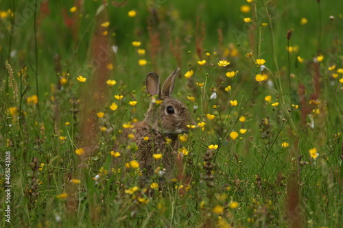 rabbit in wildflowers © jenny