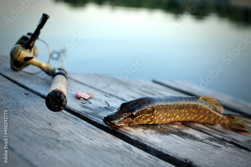 Caught pike with fishing rod and bait on wood texture