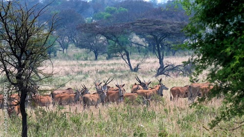 huge herd of shy eland antelope (Taurotragus oryx) Serengeti National Park, Tanzania, Africa