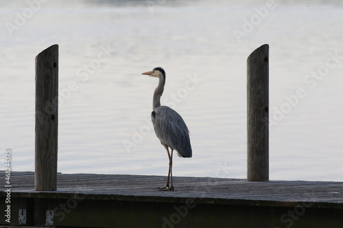 grey heron