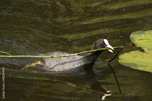 coot bird building nest