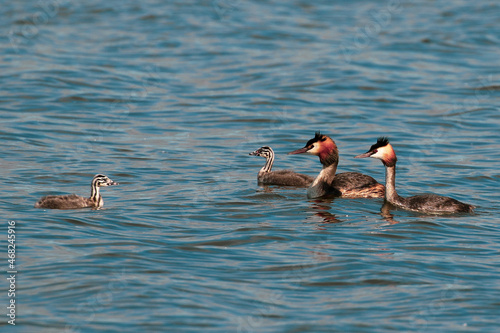 great crested grebe family