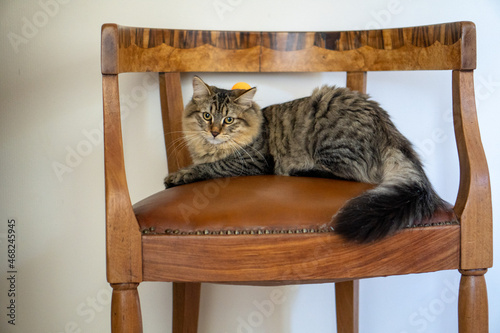 cat with a ping pong ball behind the head