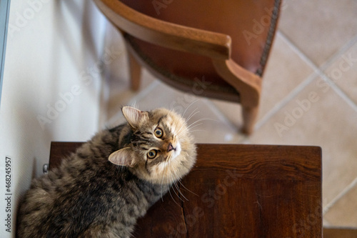 cat looking up at the camera