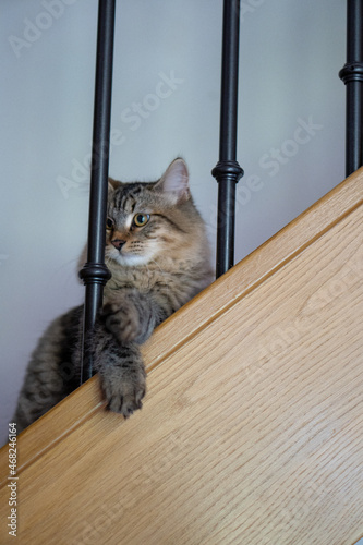 cat in the stairs