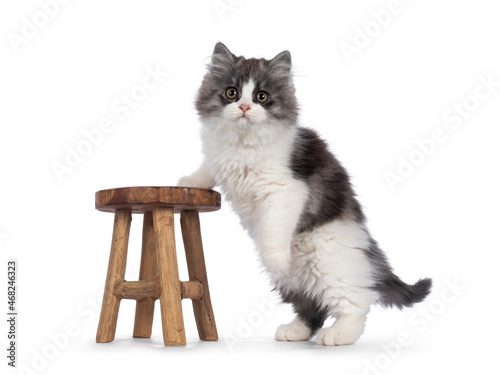 Fotografie very cute blue with white Tailed Cymric aka Longhaired Manx cat kitten, standing side ways with one paw on little wooden stool
