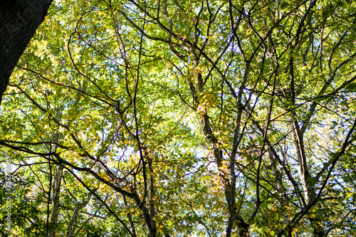looking at the sky in the forest under the leafs