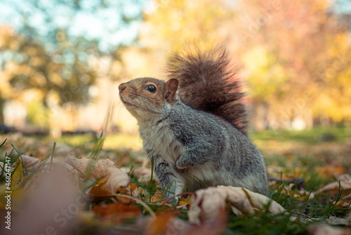 Cute brown and grey squirrel sitting in a park during golden hour photo