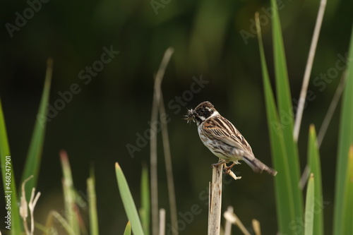 reed bunting 
