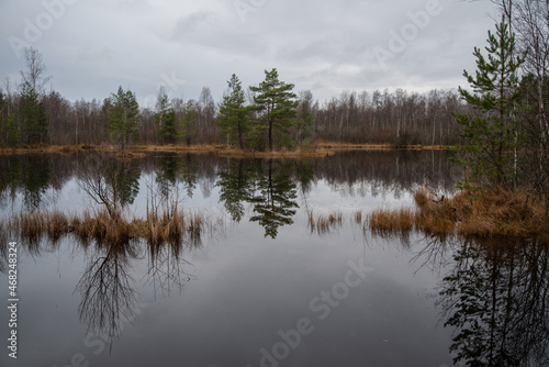 Territory of Sestroretsk swamp reserve. Saint-Petersburg. Russia