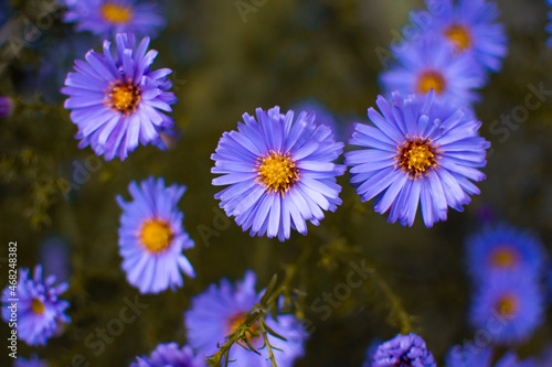 Fototapeta Naklejka Na Ścianę i Meble -  niebieskie kwiaty ogrodowe / blue garden flowers