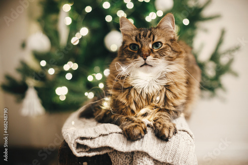 Fototapeta Naklejka Na Ścianę i Meble -  Adorable tabby cat with christmas lights sitting on cozy sweater on background of christmas tree. Cute maine coon relaxing in festive  scandinavian room. Pet and winter holidays. Merry Christmas