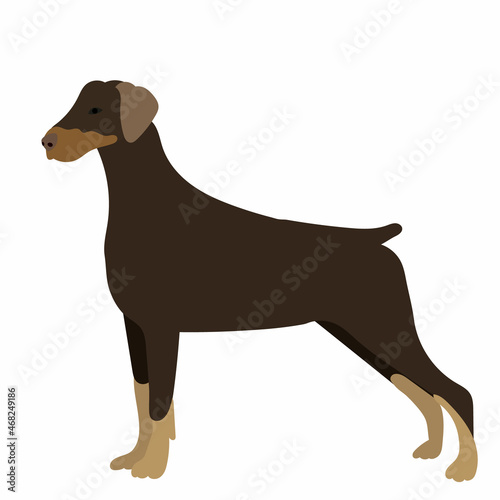 dog in flat style  vector