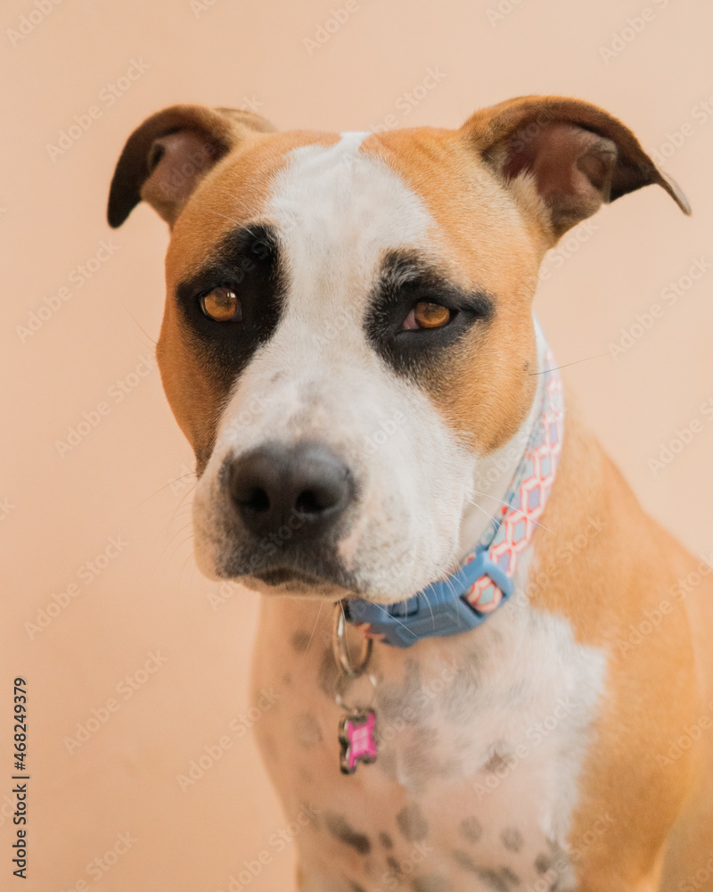 American staffordshire terrier
Portrait of a dog