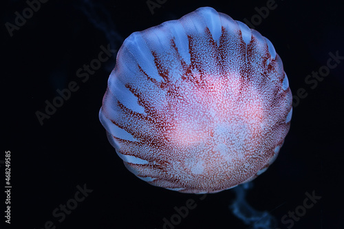 Isolated head facing brown jellyfish floating on the black background photo