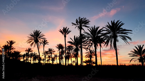 En Torrevieja en Lo Ferris un paraíso de palmeras