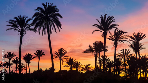 En Torrevieja en Lo Ferris un paraíso de palmeras