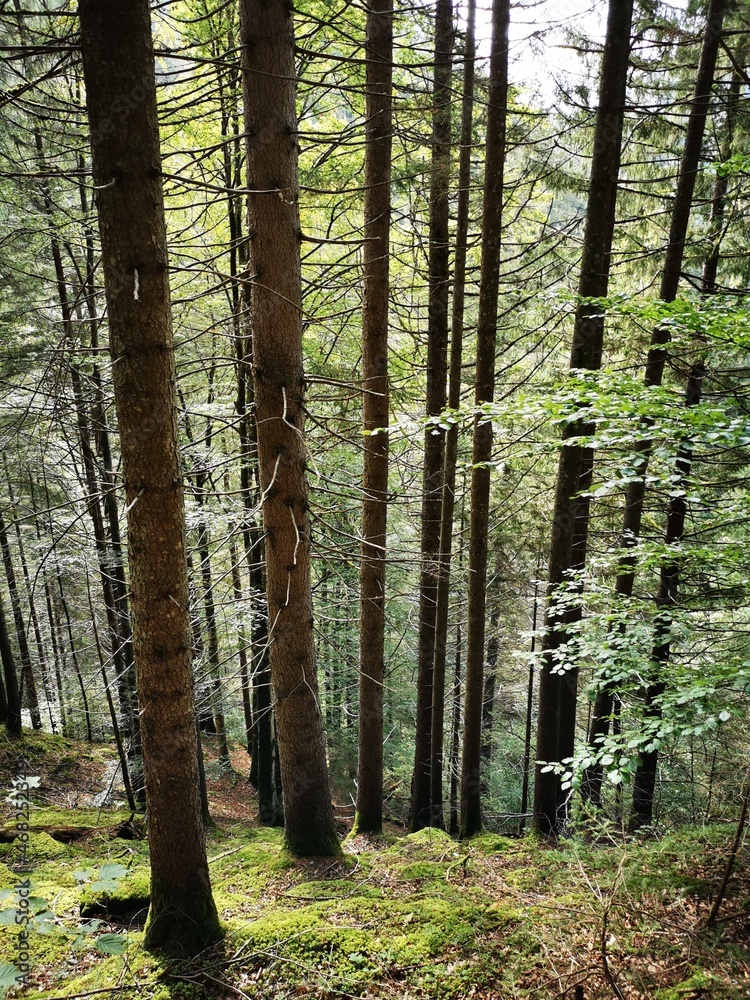Naklejka premium forest in autumn