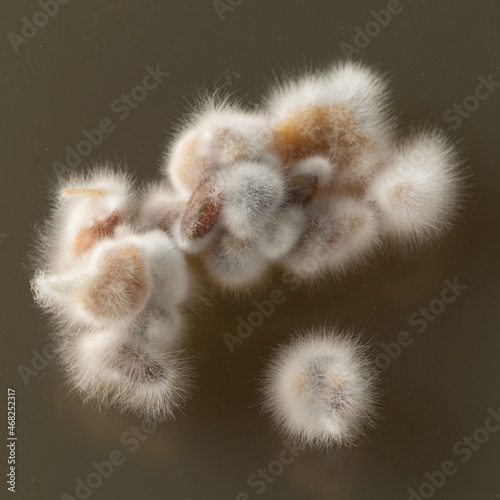 Macro of a mold growing on agar medium