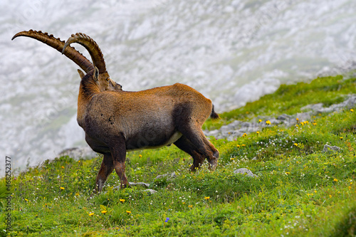 Wild goat (ibex) looking back on the grass meadow with foggy background photo
