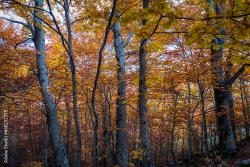 Mountain landscape with autumn colors, beech forest with dry foliage.