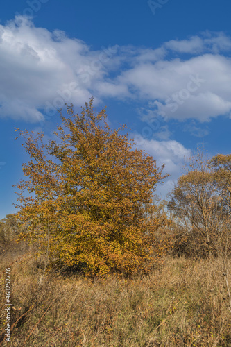 autumn nature of Sursky krai