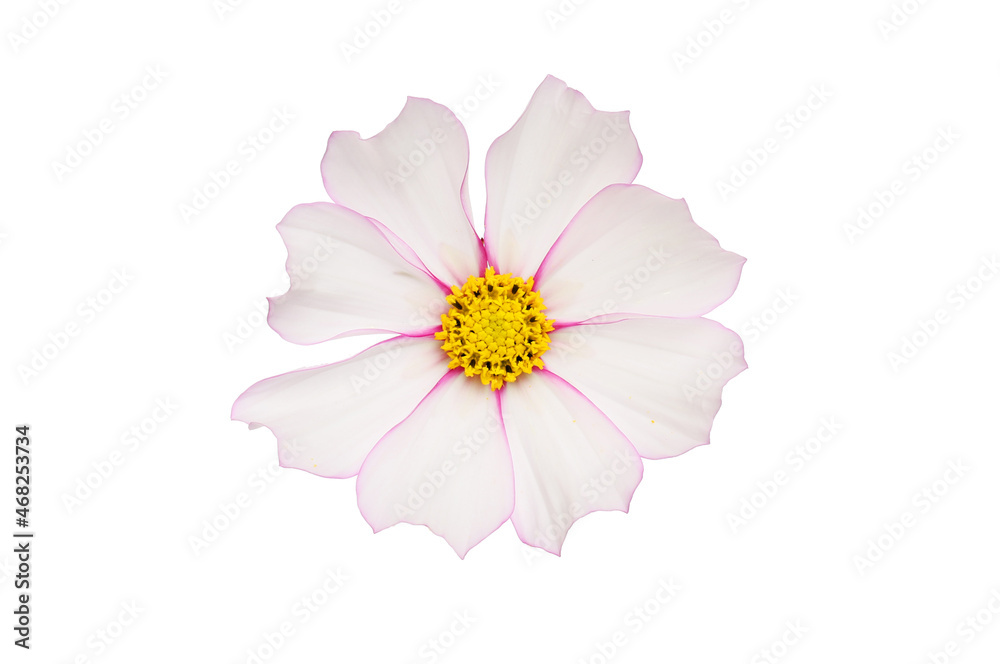 Cosmos flower isolated