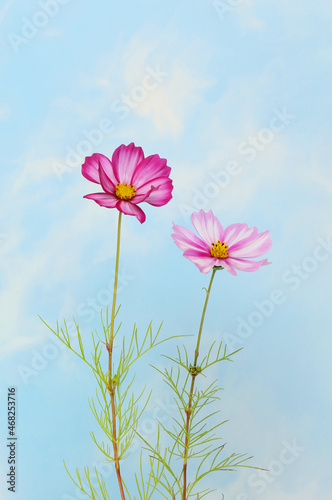 Cosmos against blue sky © Richard Griffin