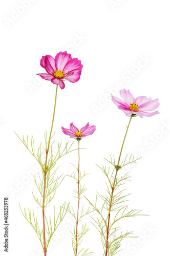 Cosmos flowers against white