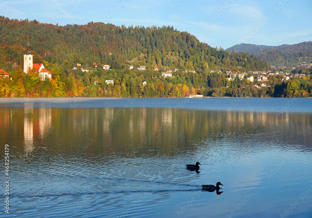 Ducks on the lake Bled in Slovenia, Europe