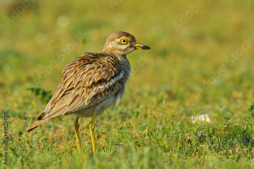 Burhinus oedicnemus (Eurasian Thick-knee) in the green field on a sunny day photo