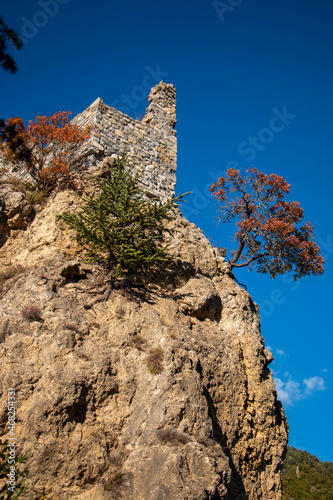 arbre