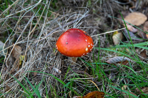 The danger of splendor and beauty of Amanita muscaria