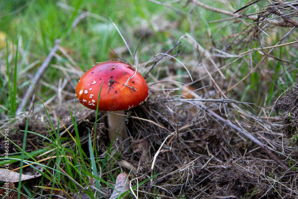 The danger of splendor and beauty of Amanita muscaria The danger of splendor and beauty of Amanita muscaria