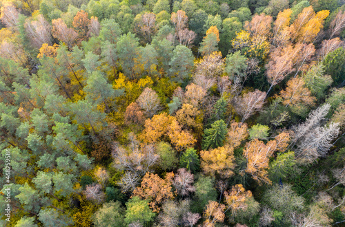 Aerial drone view over autumn forest. © yauhenka