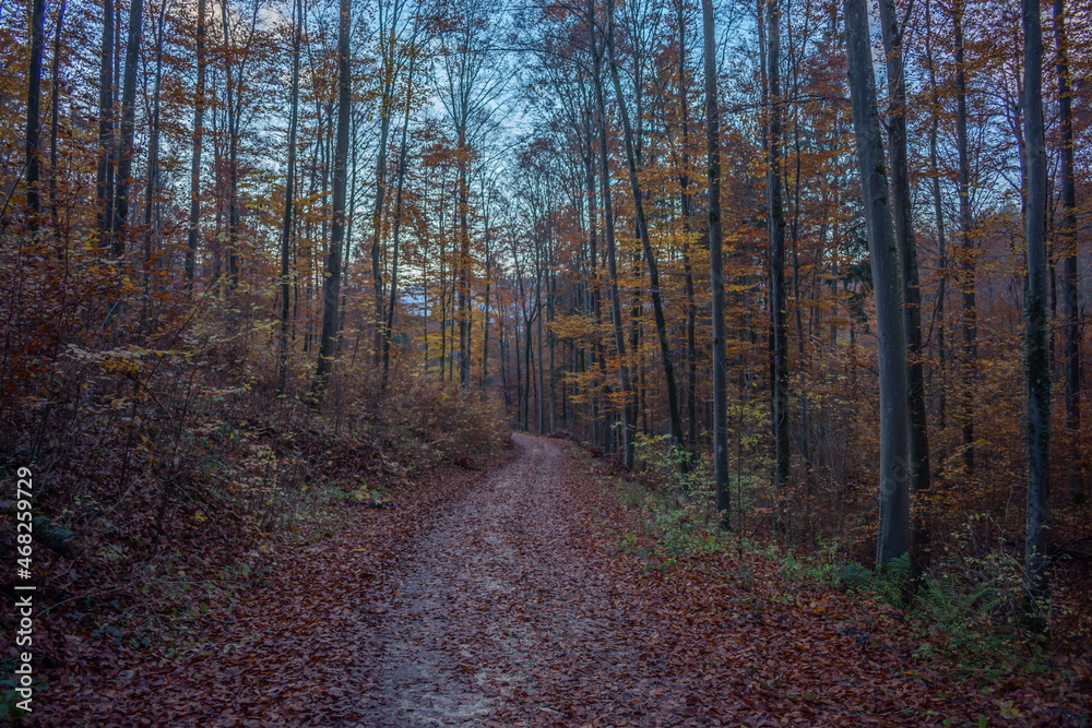 Obraz premium Beautiful Autumnforest in wonderful colors