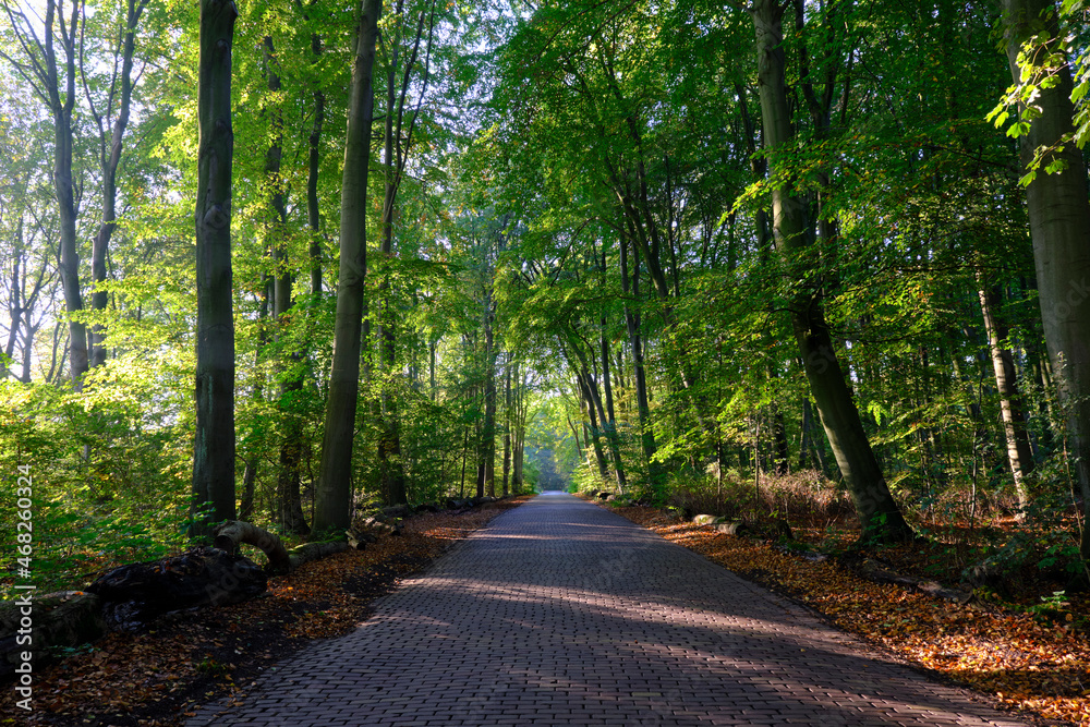Fototapeta premium Morning light falls on a forest road