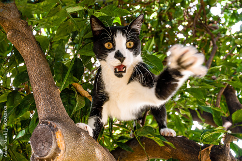 A black and white cat with yellow eyes sits on an orange tree, raised one paw, bared his teeth and prepares to attack.