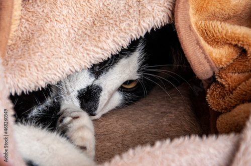 A black and white cat with yellow eyes is wrapped in a beige blanket, looks with one eye and covered his mouth with a paw.