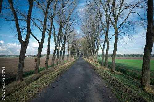 Curved country road with a row of trees on one side and a ditch on the other side. It is a cloudy in the Dutch autumn season now.