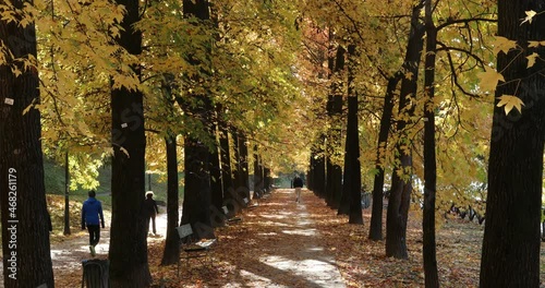 Autumn trees with leaves falling and people walking at the bottom. - Turin Piedmont Italy