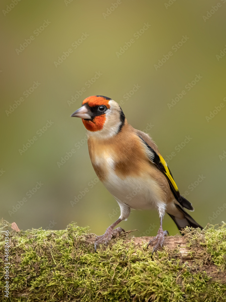 Obraz premium Adult Goldfinch, Carduelis carduelis, perched on mossy branch - Essex, UK, October 2021