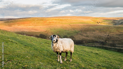 Lone sheep in front of Cheeks Hill