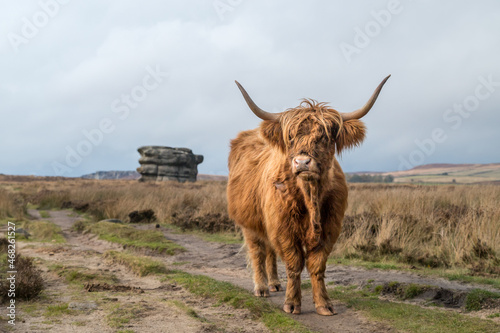 Highland coo in front of the Eaglestone Flat