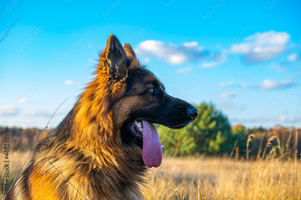 german shepherd dog portrait in the meadow german shepherd dog portrait in the meadow