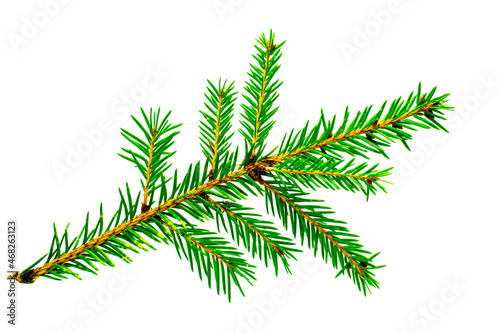 twig spruce of a Christmas tree isolated on a white background
