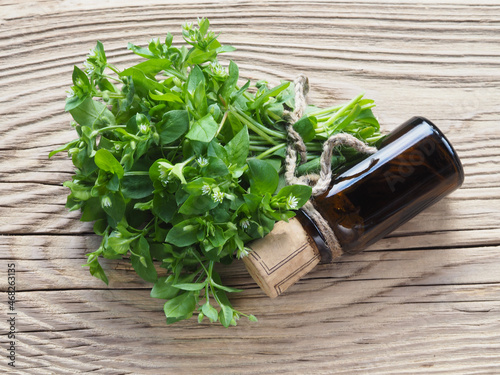Fresh green common chickweed with white flowers, juice, tincture in a bottle on a wooden table, flat layout. Useful stellaria media for use in cooking, herbal medicine, homeopathy and cosmetology