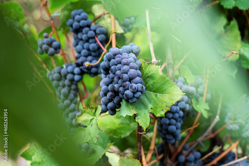 Purple grapes grow in comfortable conditions for wine
