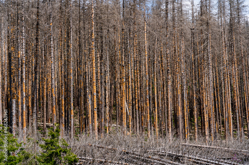 Dry summers and strong winds are increasingly affecting the German forest. Trees break off, are uprooted or attacked by pests. Forest dieback in Germany.